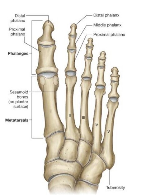 Dr Phillip Forni Podiatrist Pain In The Largebig Toe Joint Norridge
