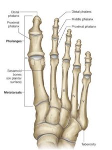 Dr. Phillip Forni-Podiatrist| Pain in the large/big toe joint. Norridge ...